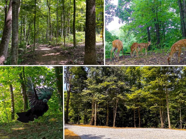 Tract 2 - The Woods at Titus - Meigs County, Ohio - 5.0 acres
