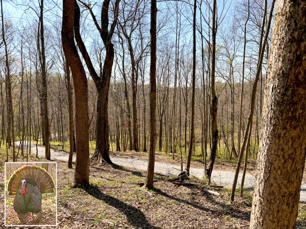 Tract 3 - The Woods at Little Kyger - Gallia County, Ohio - 5.0 acres