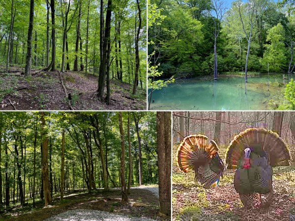Tract 4 - The Woods at Little Kyger - Gallia County, Ohio - 20.6 acres