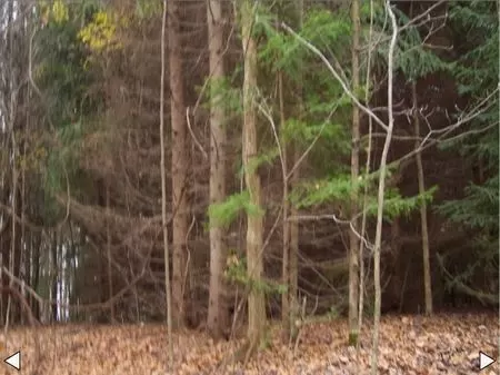 7.2 Acre Wooded Homesite