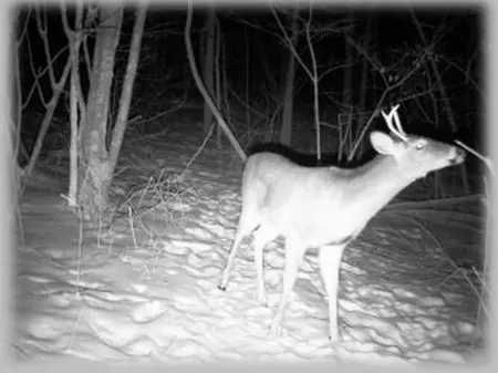 92 Wooded Acres - Hunter's Paradise