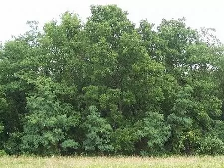 Beautiful 5 Acre Homesite