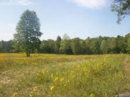 204 Ac. Split in 5 Hunting Lots