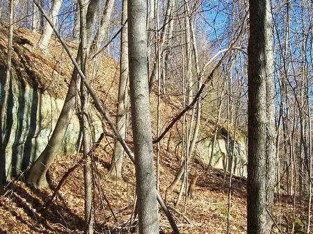 44 Wooded Acres - Hunting Land