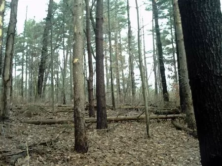 52 Acres Of Wooded Hunting Land