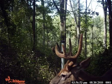 3 Tracts On Raccoon Creek property photo 1