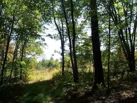 56 Acres with Building Site