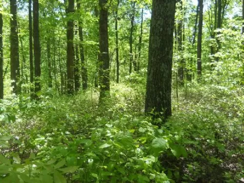 20+ Acres Shawnee Forest