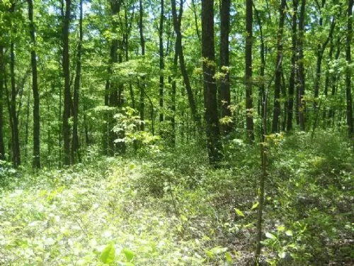 In Contract Shawnee Wilderness