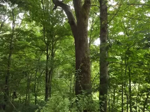 Excellent Hunting Property
