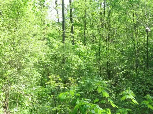 10.7 Acres Richland Furnace