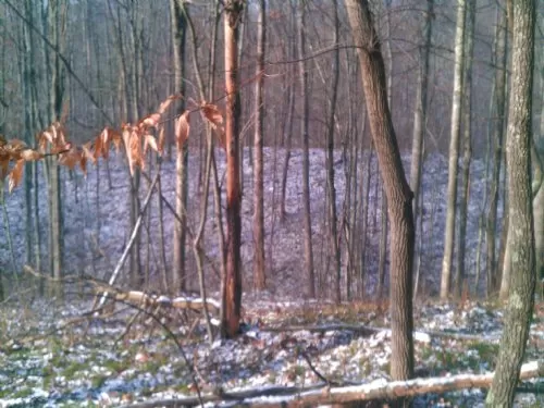 16 Acres 1/2 Woods and 1/2 Meadow