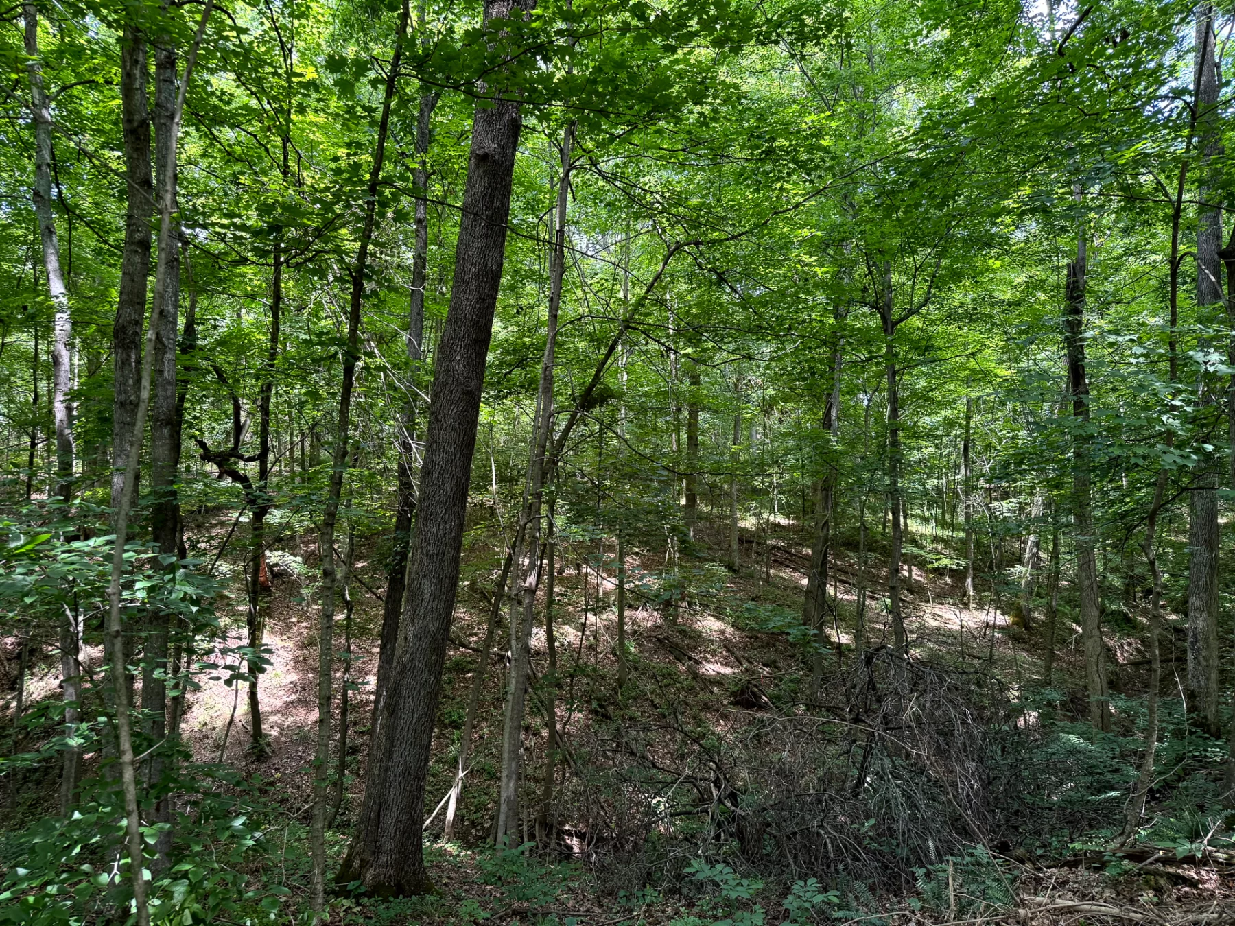 Tract 8 at Jackson Oaks property photo 9