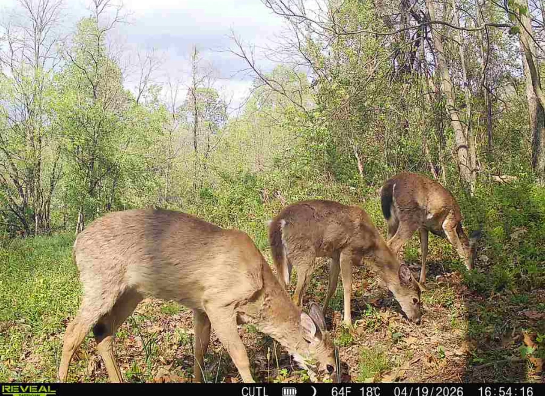 Tract 8 at Jackson Oaks property photo 16