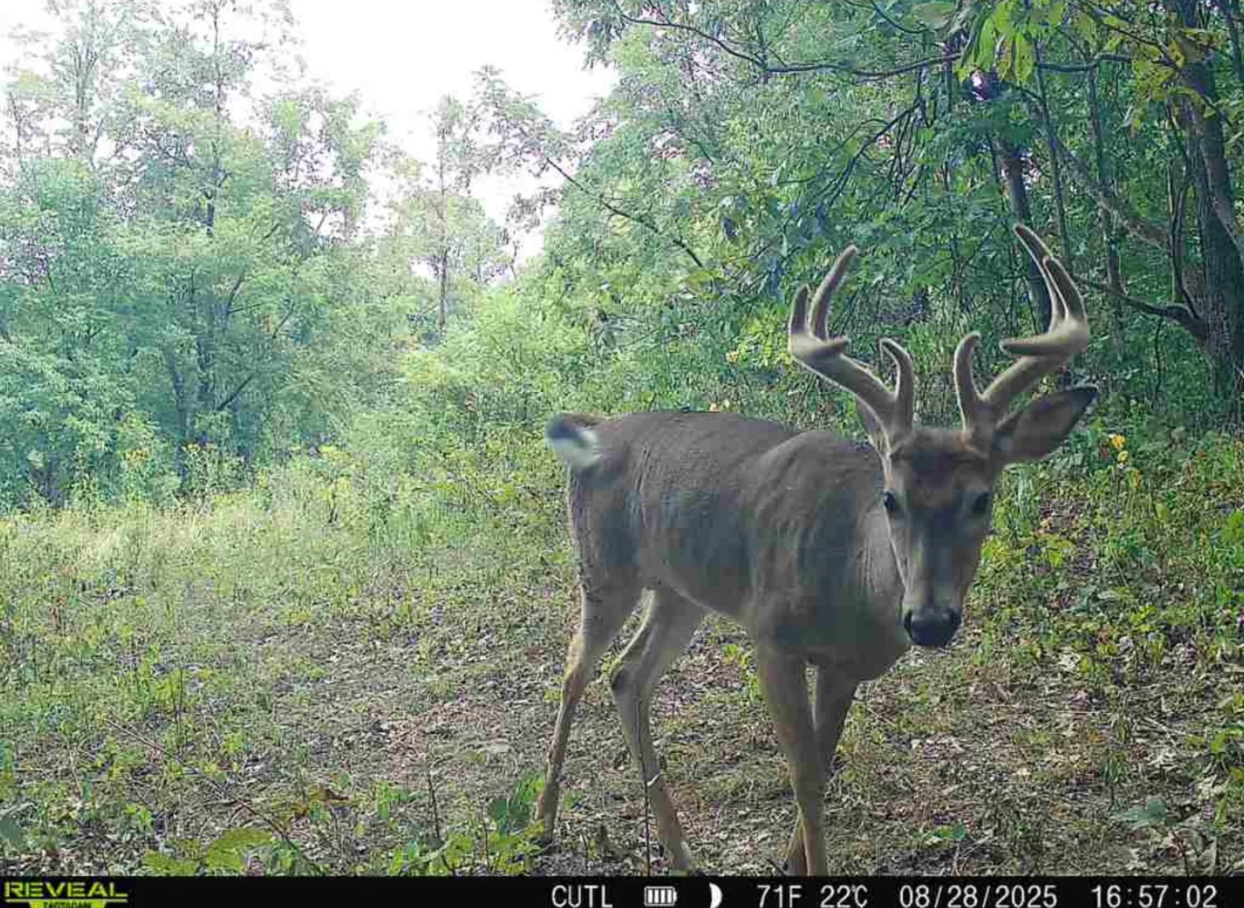 Tract 8 at Jackson Oaks property photo 17