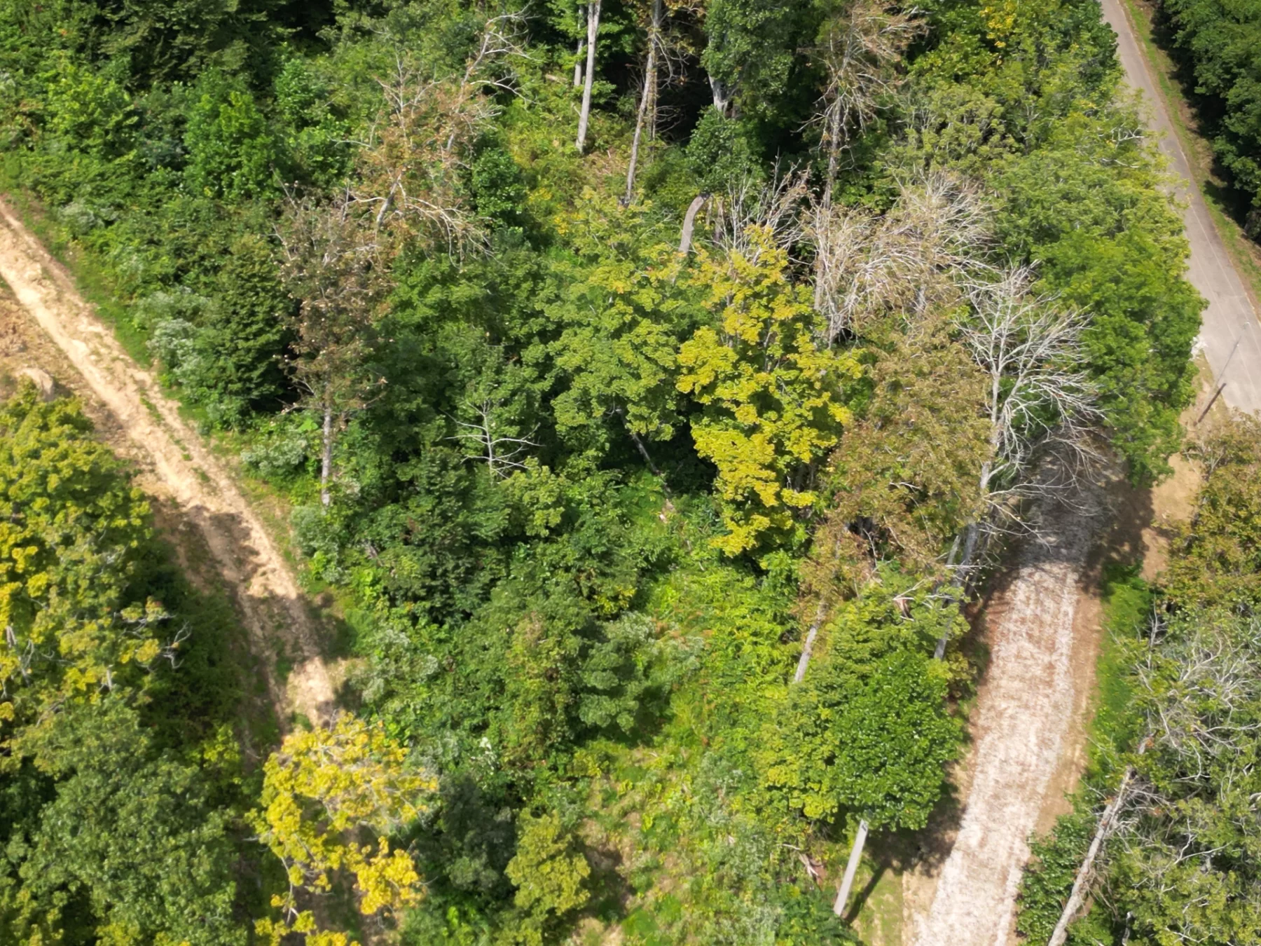 Tract 1 – Elkins Creek Rd property photo 6