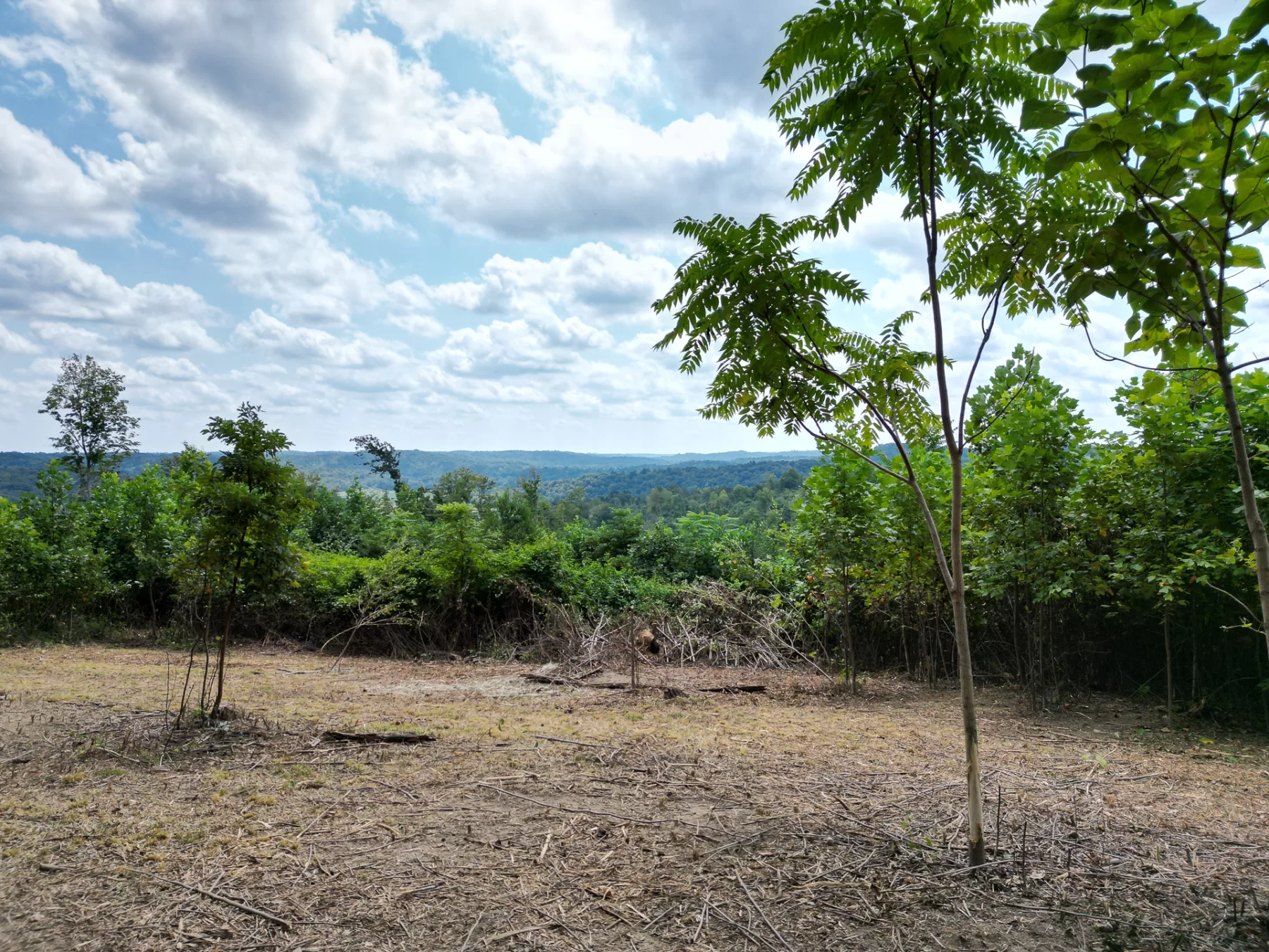 Tract 1 – Elkins Creek Rd property photo 11