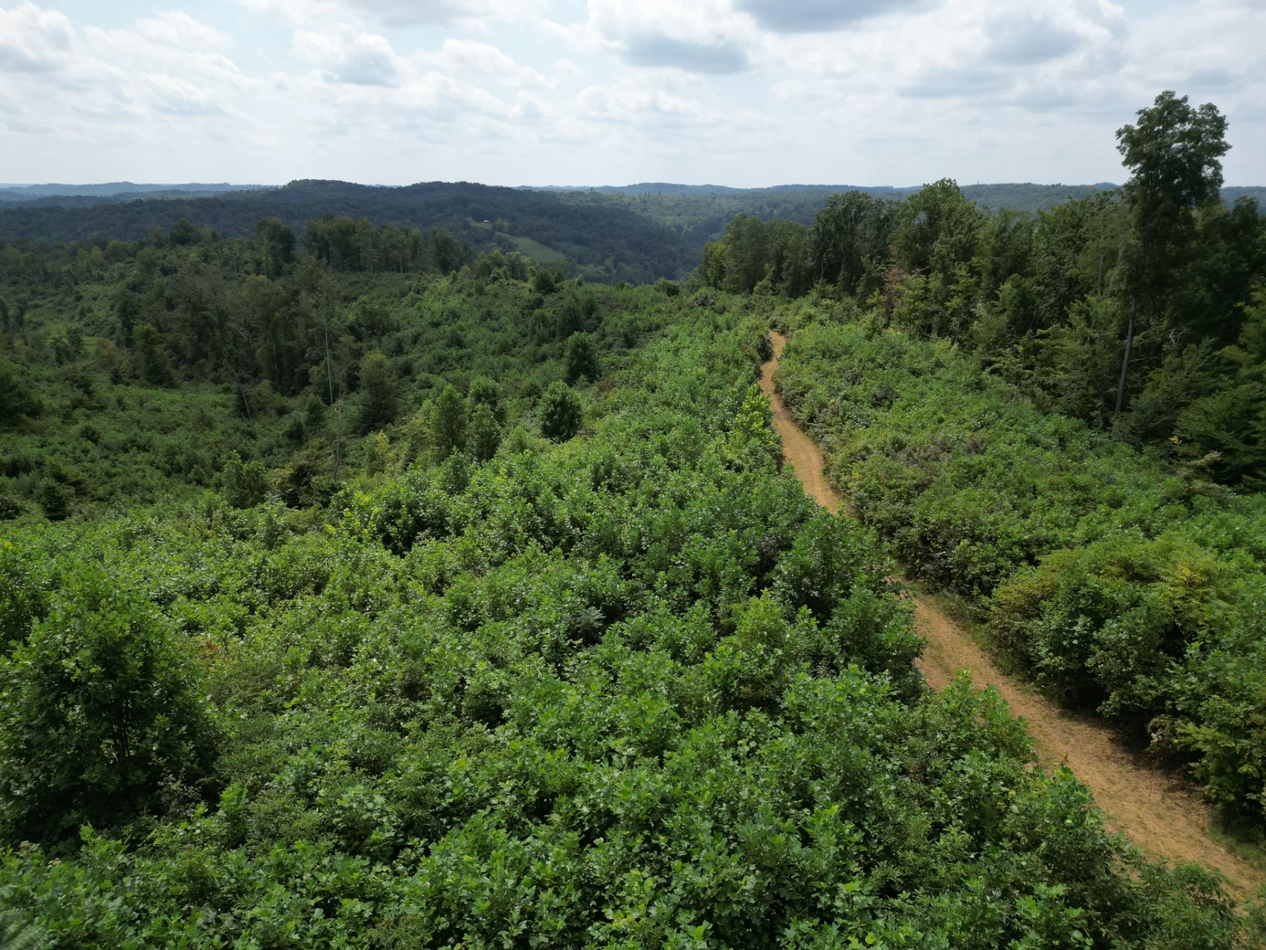 Tract 1 – Elkins Creek Rd property photo 14