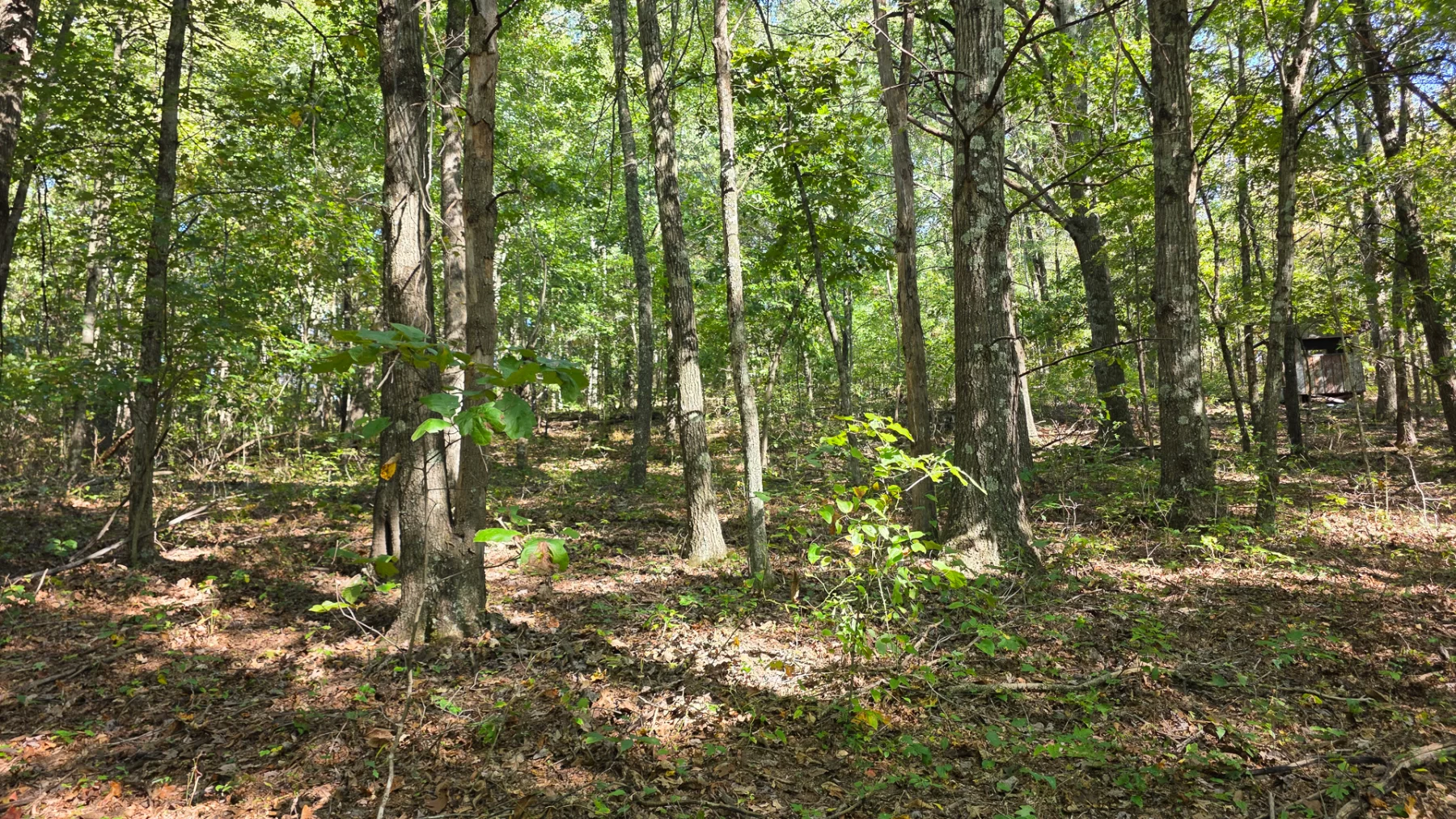Keiser Woods – Tract 1 property photo 13