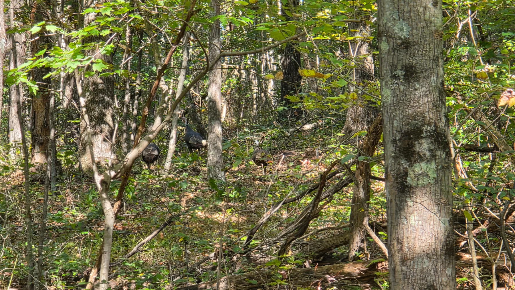 Keiser Woods – Tract 1 property photo 15