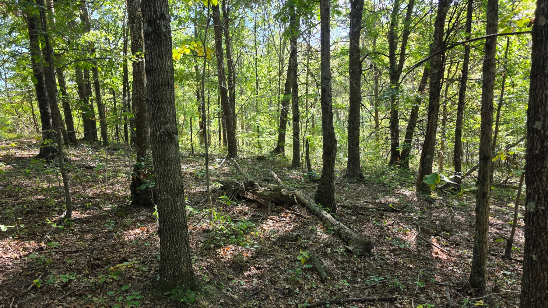 Keiser Woods – Tract 1 property photo 16