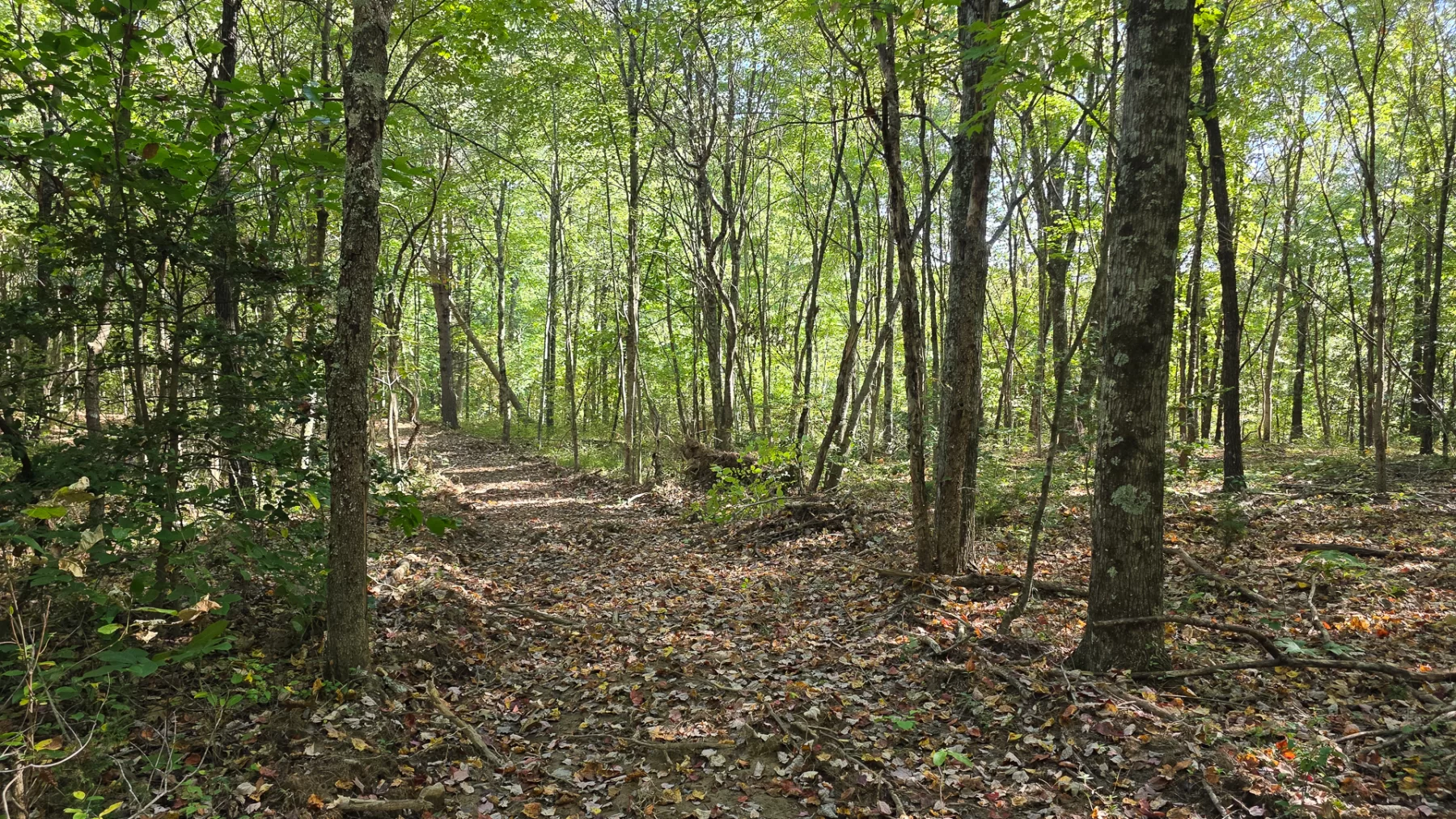 Keiser Woods – Tract 1 property photo 19