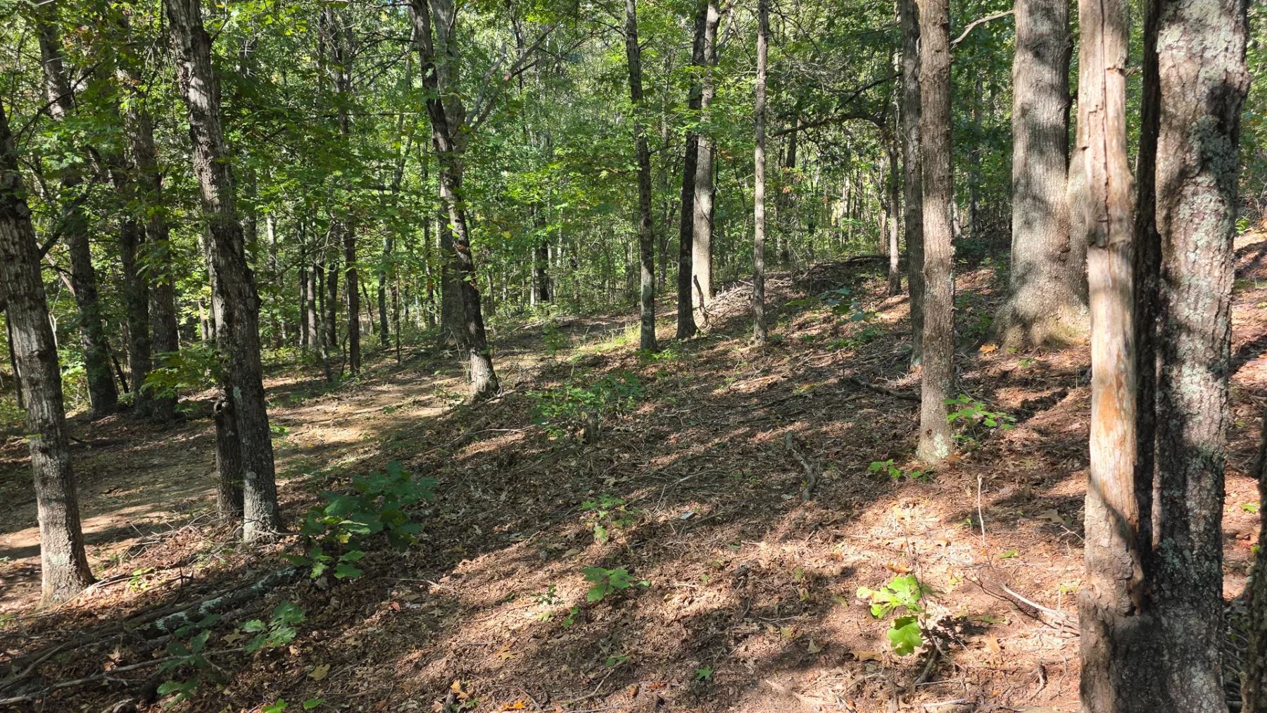 Keiser Woods – Tract 1 property photo 21