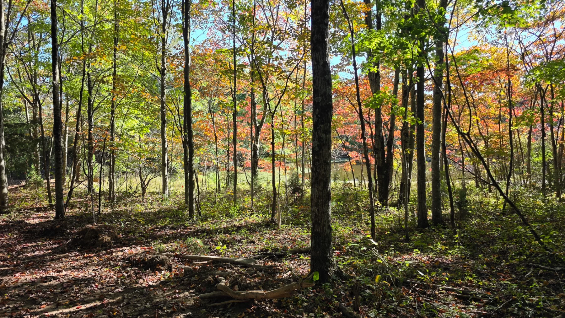 Keiser Woods – Tract 3 property photo 4