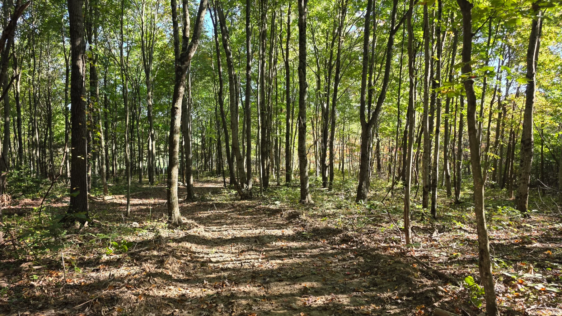 Keiser Woods – Tract 3 property photo 7