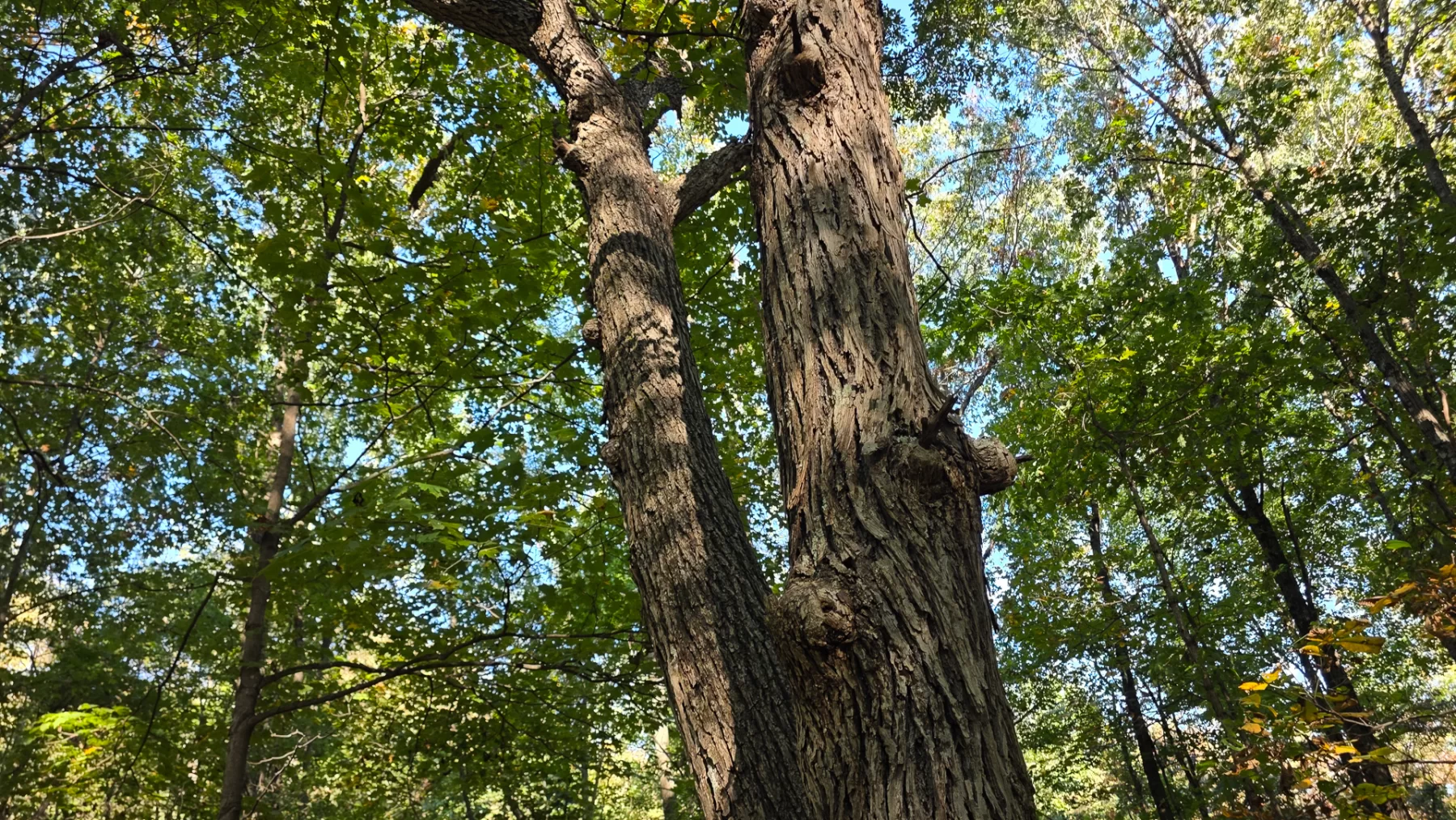Keiser Woods – Tract 3 property photo 33