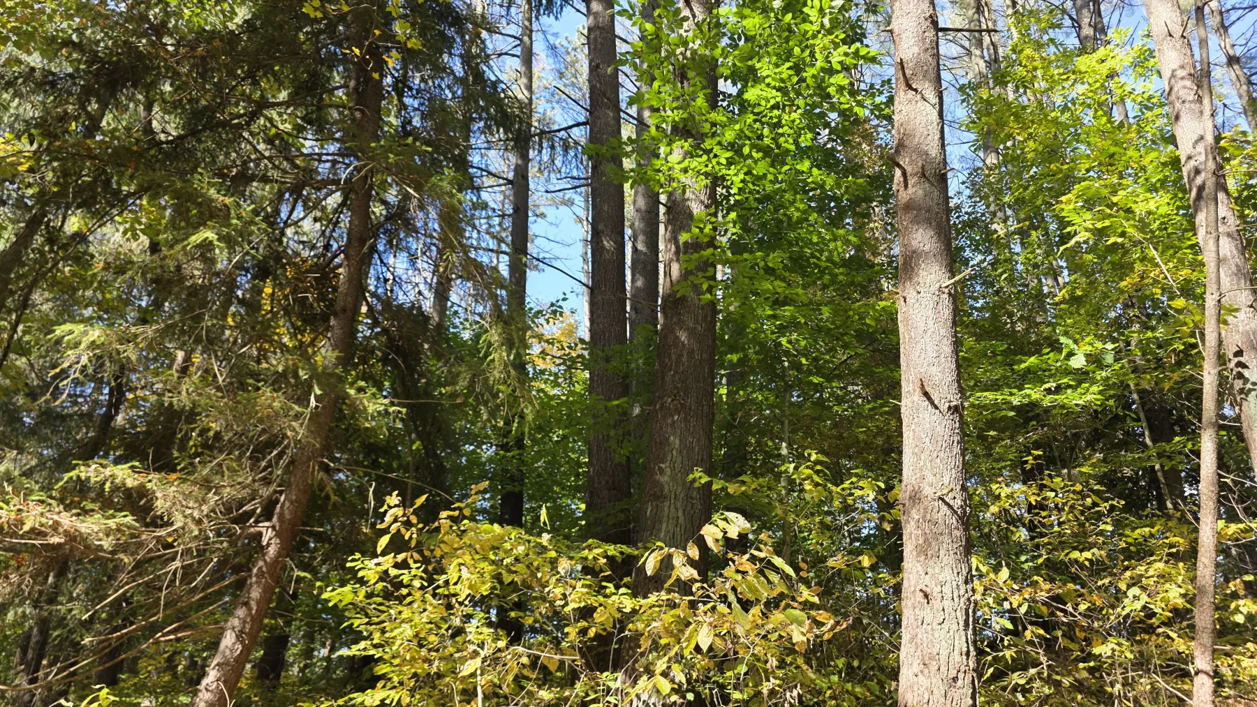Lot 6 at Scenic Hills property photo 10