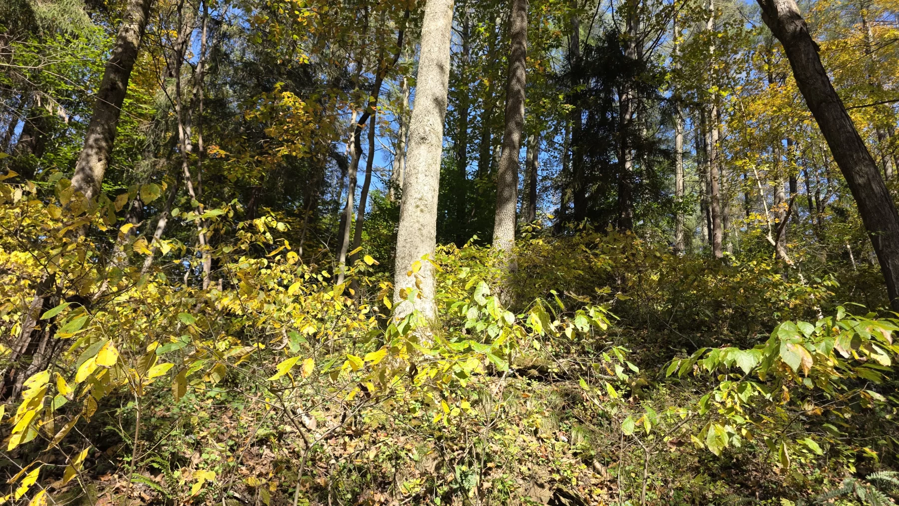 Lot 6 at Scenic Hills property photo 13